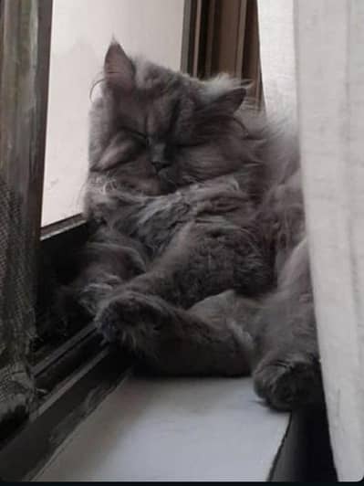 Persian cat