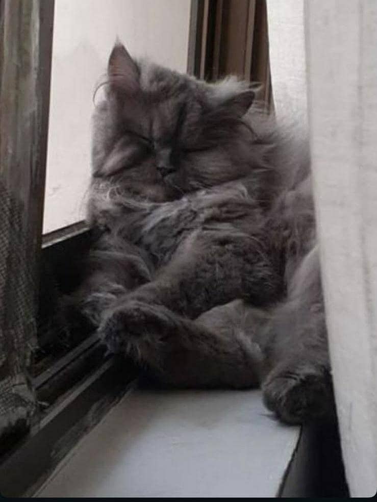 Persian cat 0