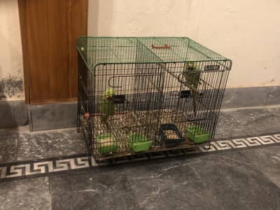2 male parrot+cage