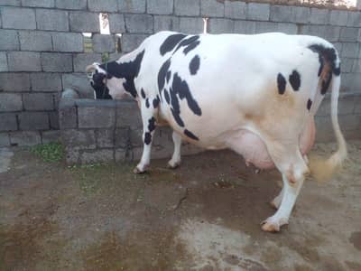 2 Cow WACHA FOR SALE IN TALAGANG