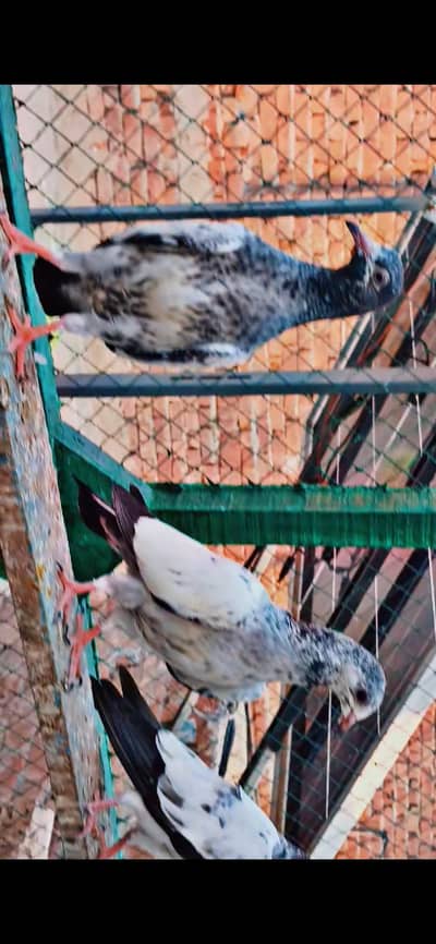 6 teddy 4 bathry bachy for sale