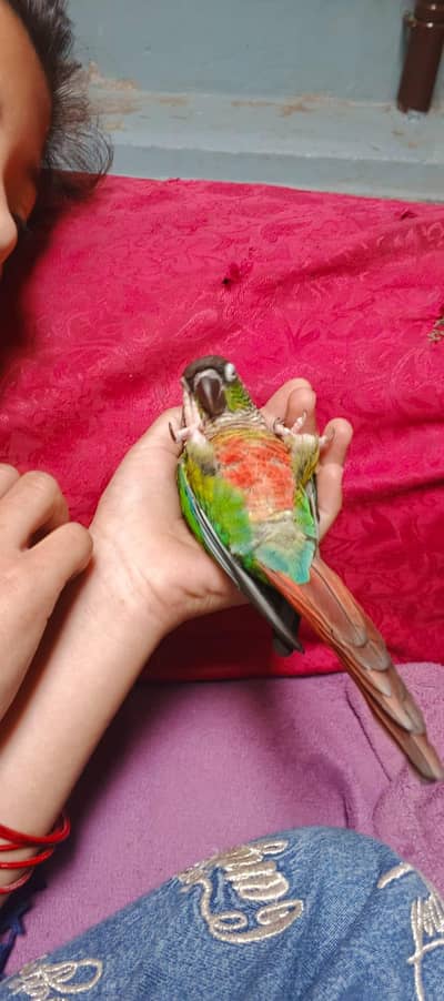 Green Chick Conure Full Trained 0 bite