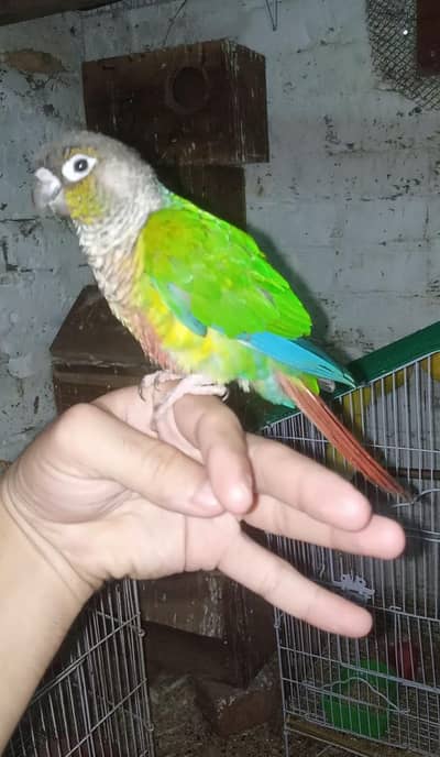 Green Chick Conure Full Trained 0 bite