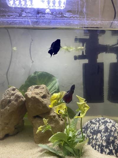 Aquriam All Setup