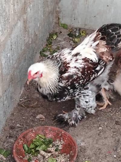 brahma breed male sale