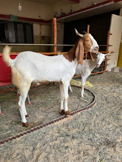 Bakre Available For Sale