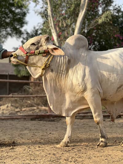 Qurbani Animals for Sale at Riverland Brahman Cattle Farm