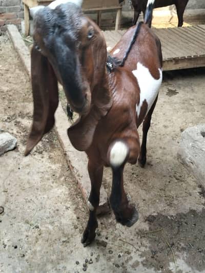 urgent for sale bakra 03412135882