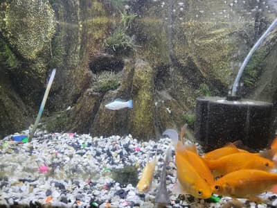 aquarium