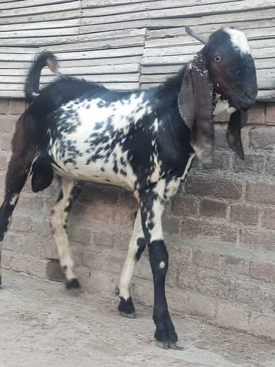 Bakra for sale