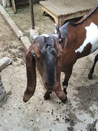Bakra qurbani ke liye sale ke liye 03237047802