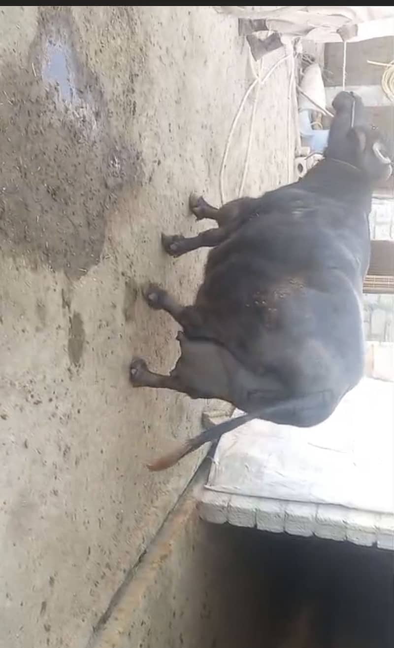 Buffalo 0