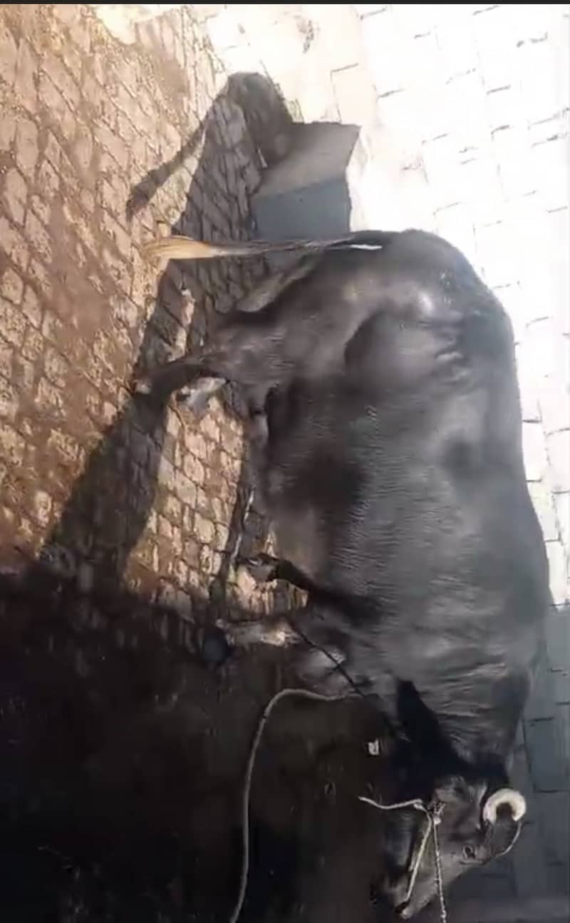 Buffalo 1