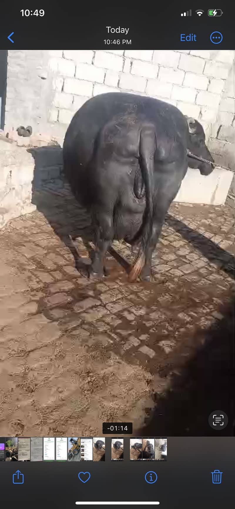 Buffalo 2