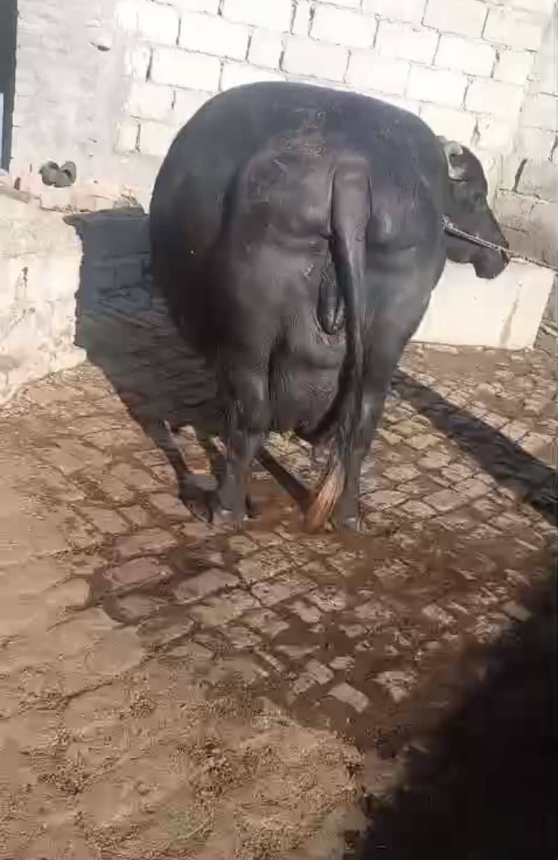 Buffalo 3