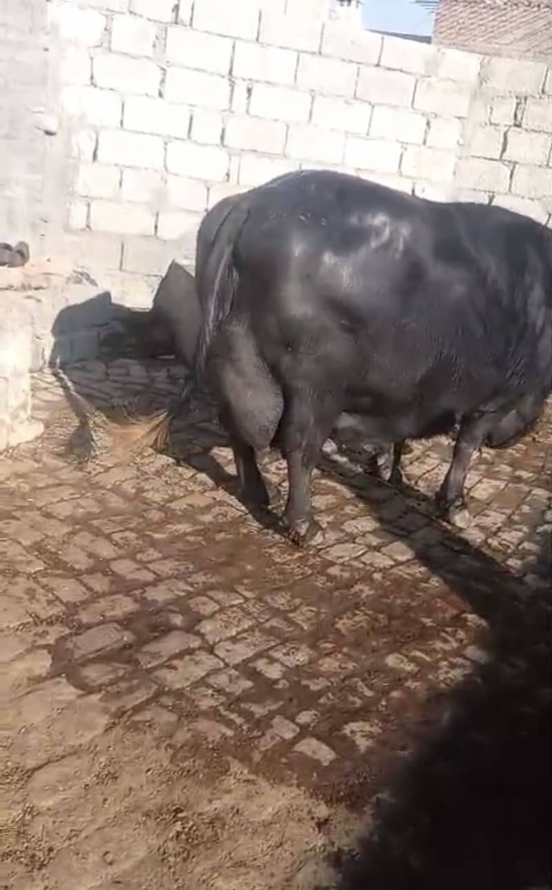 Buffalo 4