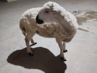 sheep for 11Monthes