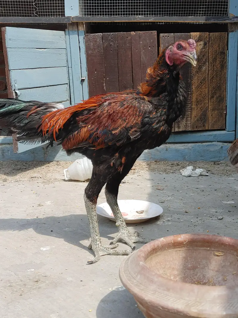 Dragon Fire aseel with black skin 1 male 2 female