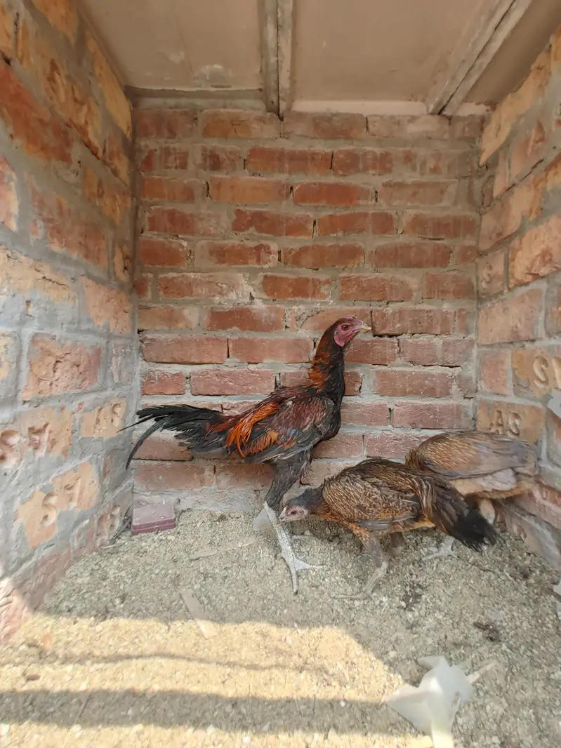 Dragon Fire aseel with black skin 1 male 2 female — photo 7
