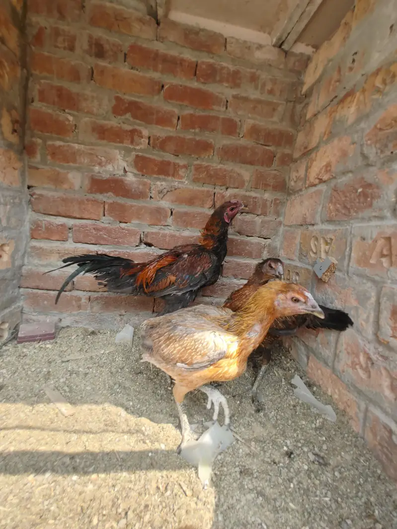 Dragon Fire aseel with black skin 1 male 2 female — photo 9