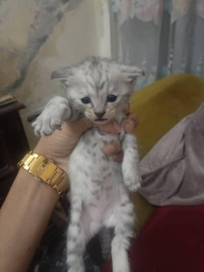 Persian kittens for sale