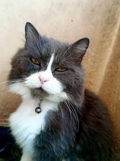 Persian cat for sale.