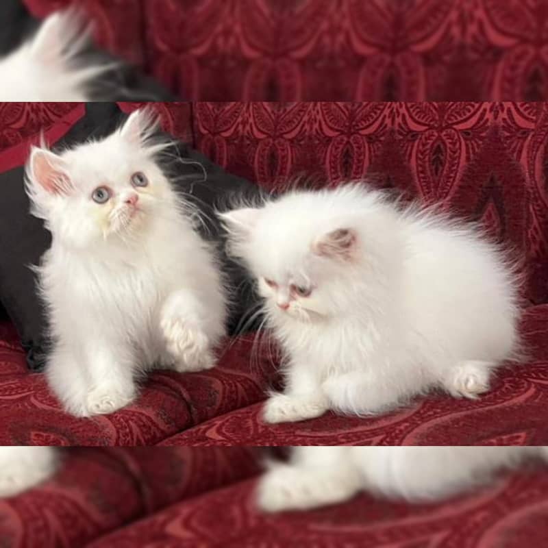 SEMIPUNCH FACE KITTENS 0