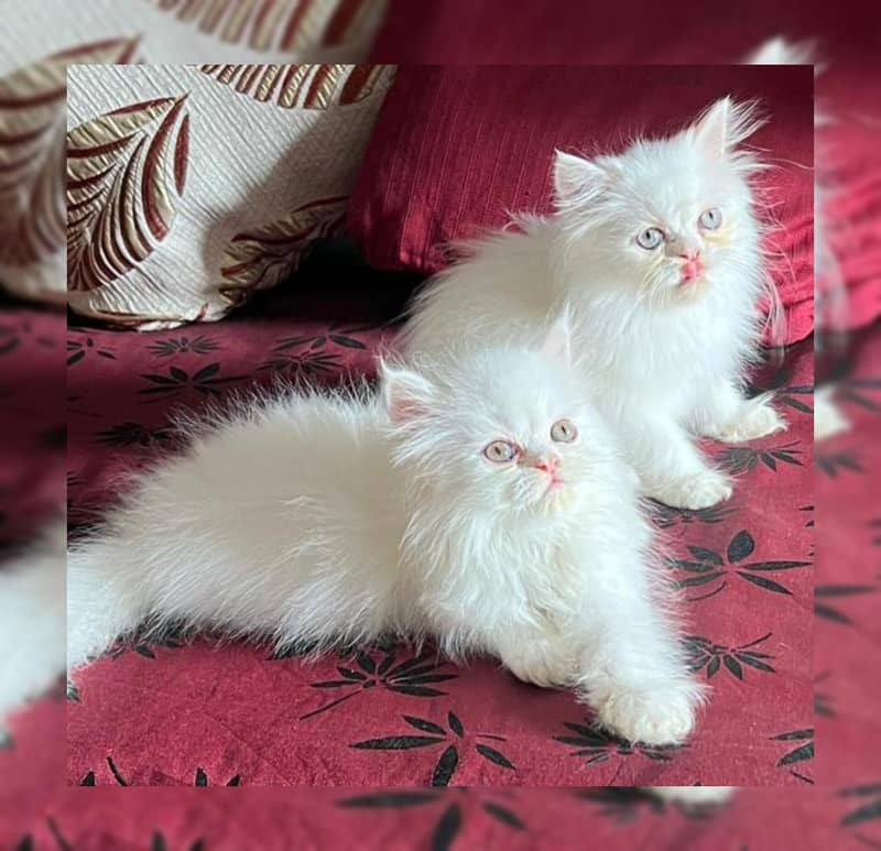 SEMIPUNCH FACE KITTENS 1