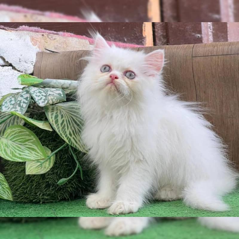 SEMIPUNCH FACE KITTENS 2