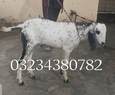 Bakra moh 2 dant