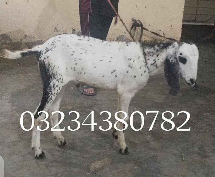 Bakra moh 2 dant 0