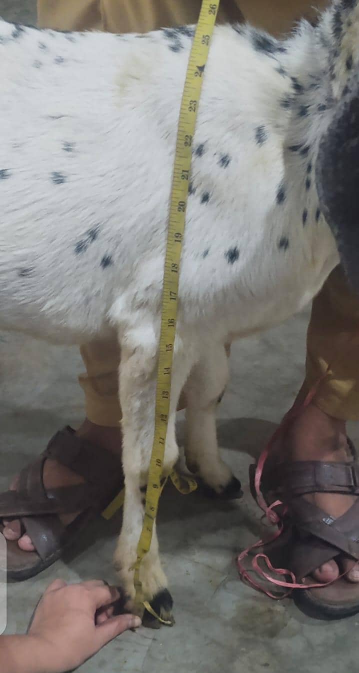 Bakra moh 2 dant 1