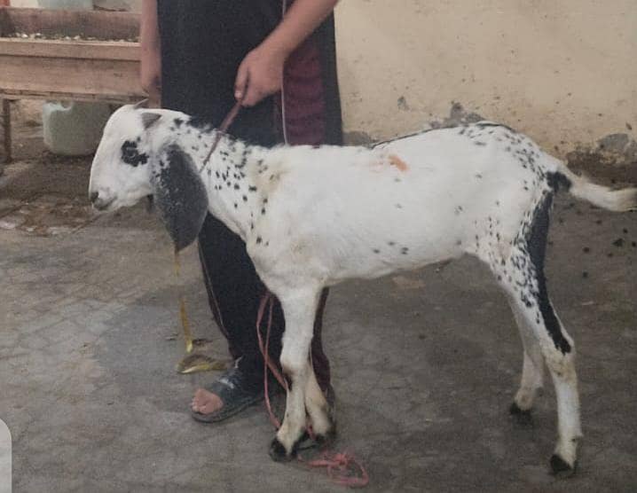 Bakra moh 2 dant 3
