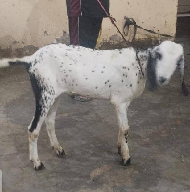 Bakra moh 2 dant 4