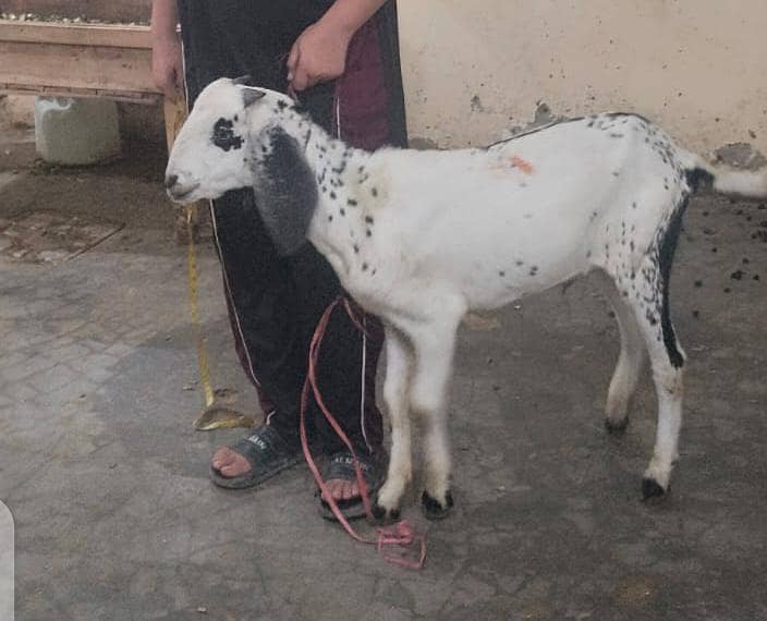 Bakra moh 2 dant 5