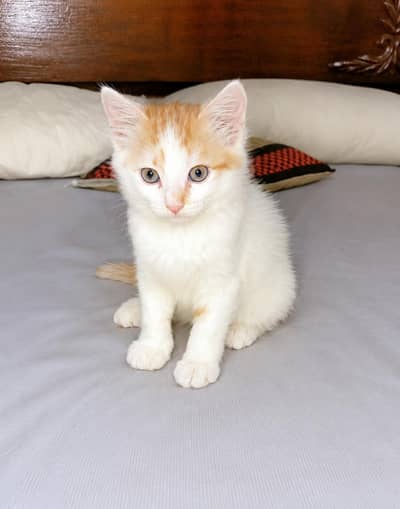 Super cute and fluffy Male kitten available for a loving home