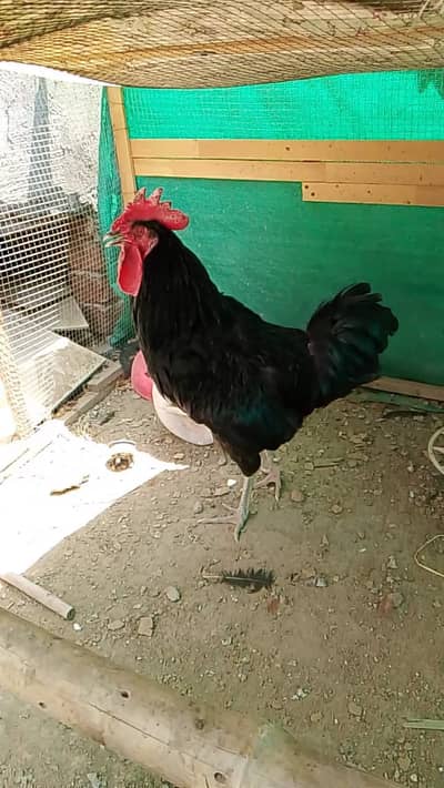 Complete Chicks Brooder or cage for sale. negotiable. urgent sale.