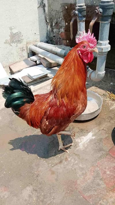 Complete Chicks Brooder or cage for sale. negotiable. urgent sale.