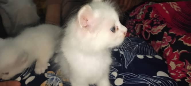 Beautiful parsion pair contact : 03001070102 price ma consation ho gi