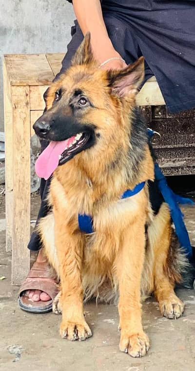 (0.3. 2.0. 4.4. 2.6. 5.3. 8)  German shepherd female