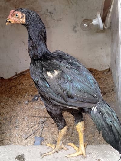 Premium Aseel Thai Males Available – Healthy & Strong Breed