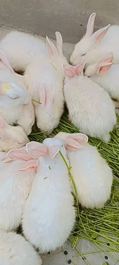 White rabbit with red eyes