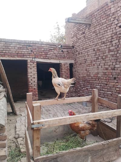 aseel female