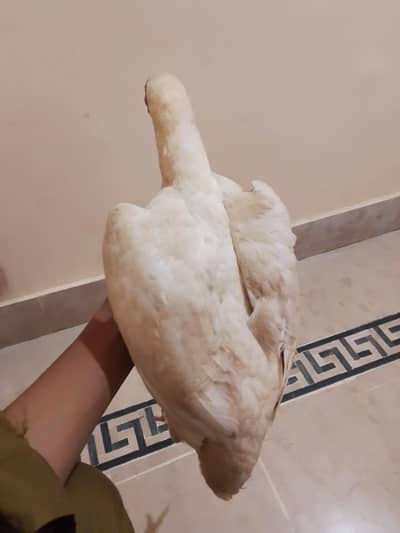 Aseel female for sale