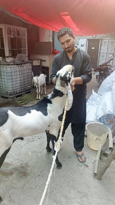 pure Betal bakrra breeder