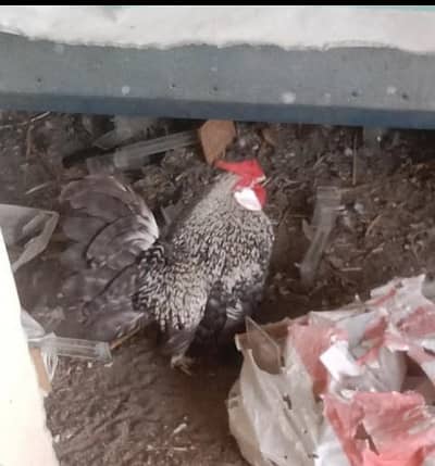Fancy hens Rozecomb chicks for sell per chick price just 2000 pkr