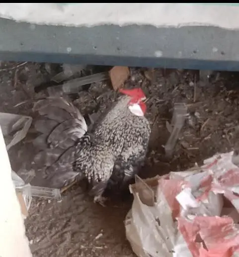 Fancy hens Rozecomb chicks for sell per chick price just 2000 pkr