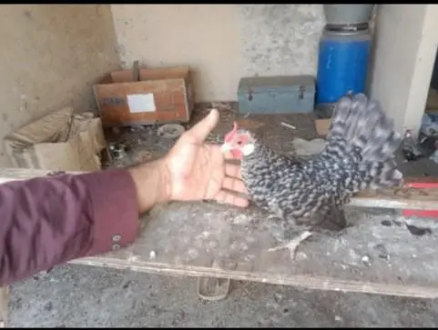 Fancy hens Rozecomb chicks for sell per chick price just 2000 pkr — photo 2