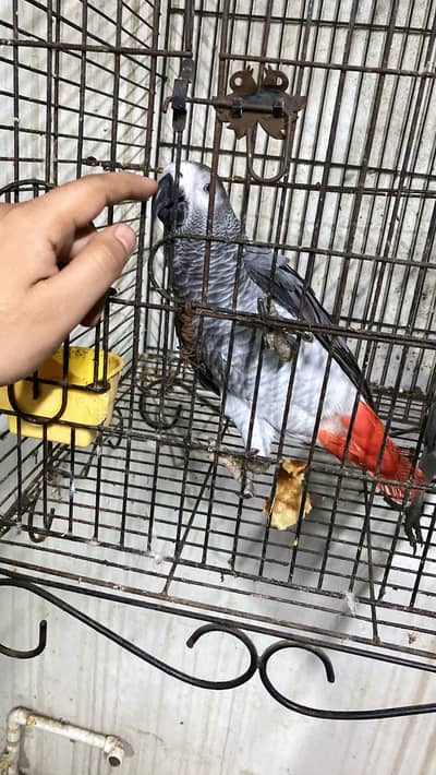 Grey Parrot 1 year Old Pair Home Breed