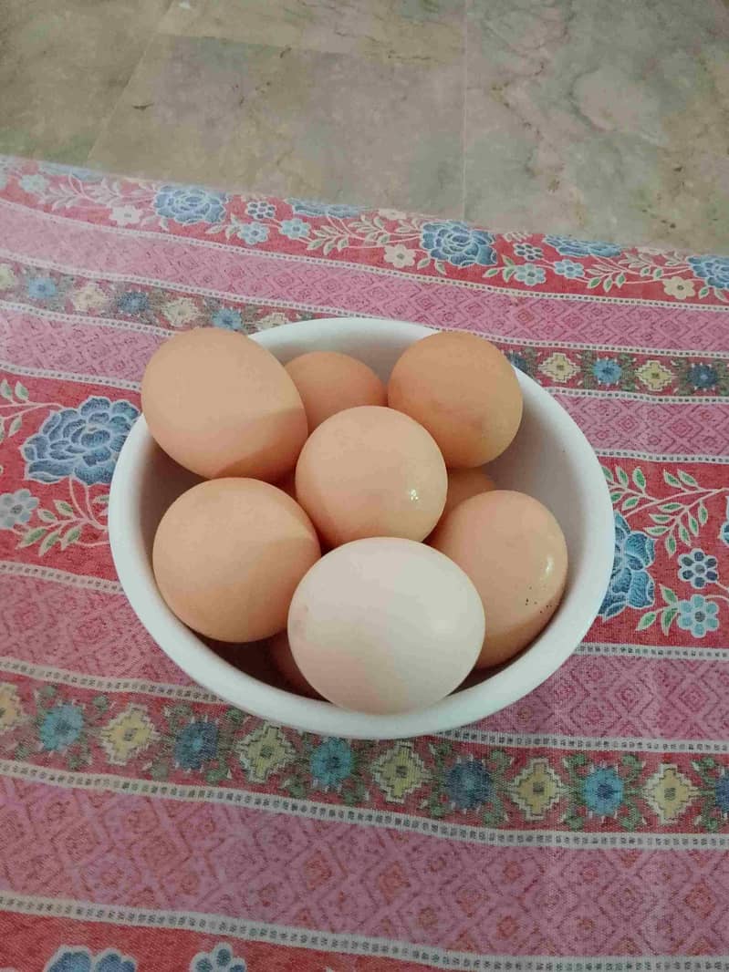 Brooder for chicks. Complete chick brooder. 1